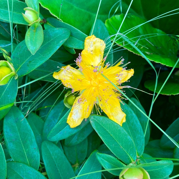 Meet your Posher, Posh - Picture 2 of 3